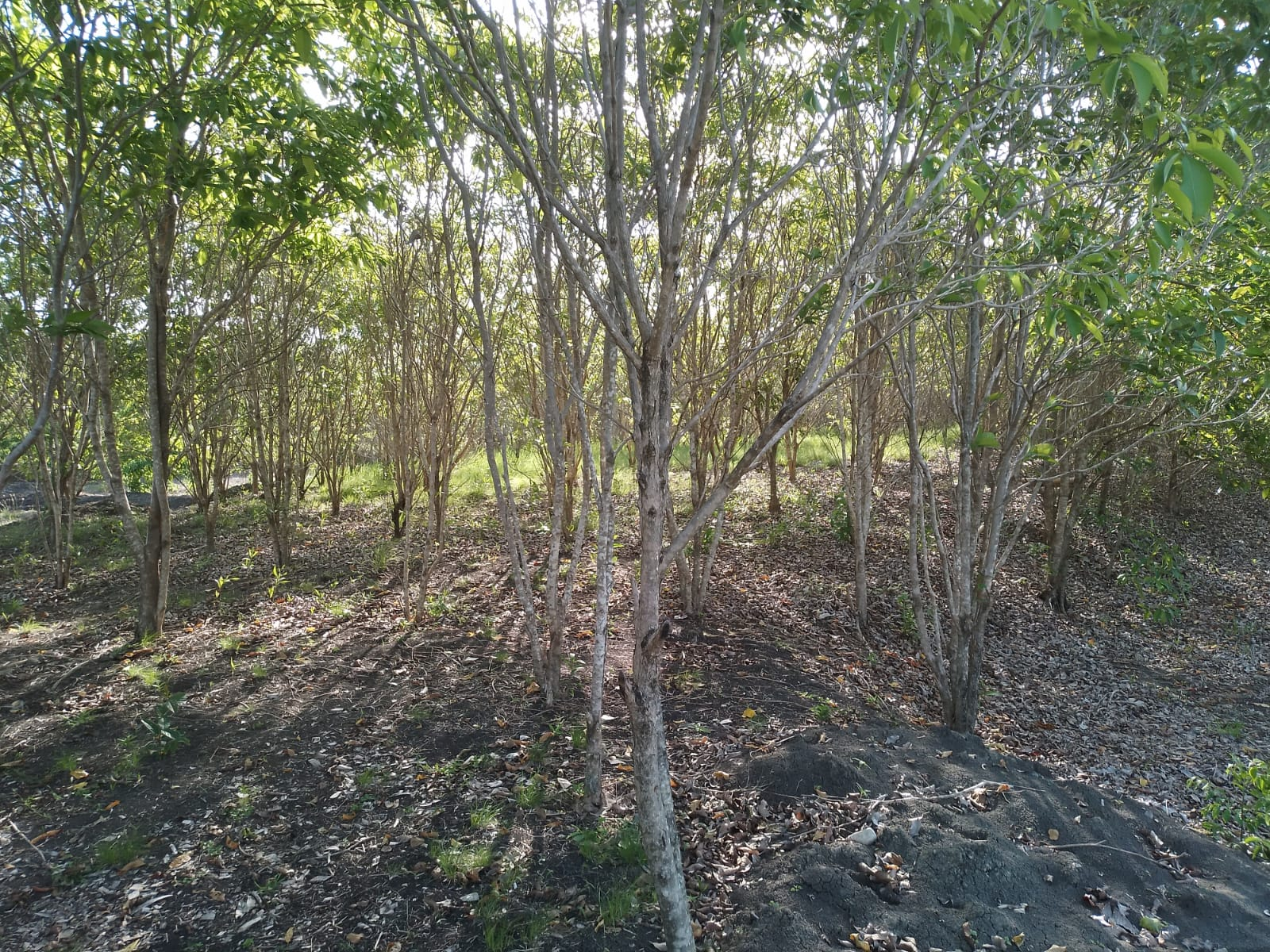 Pandala